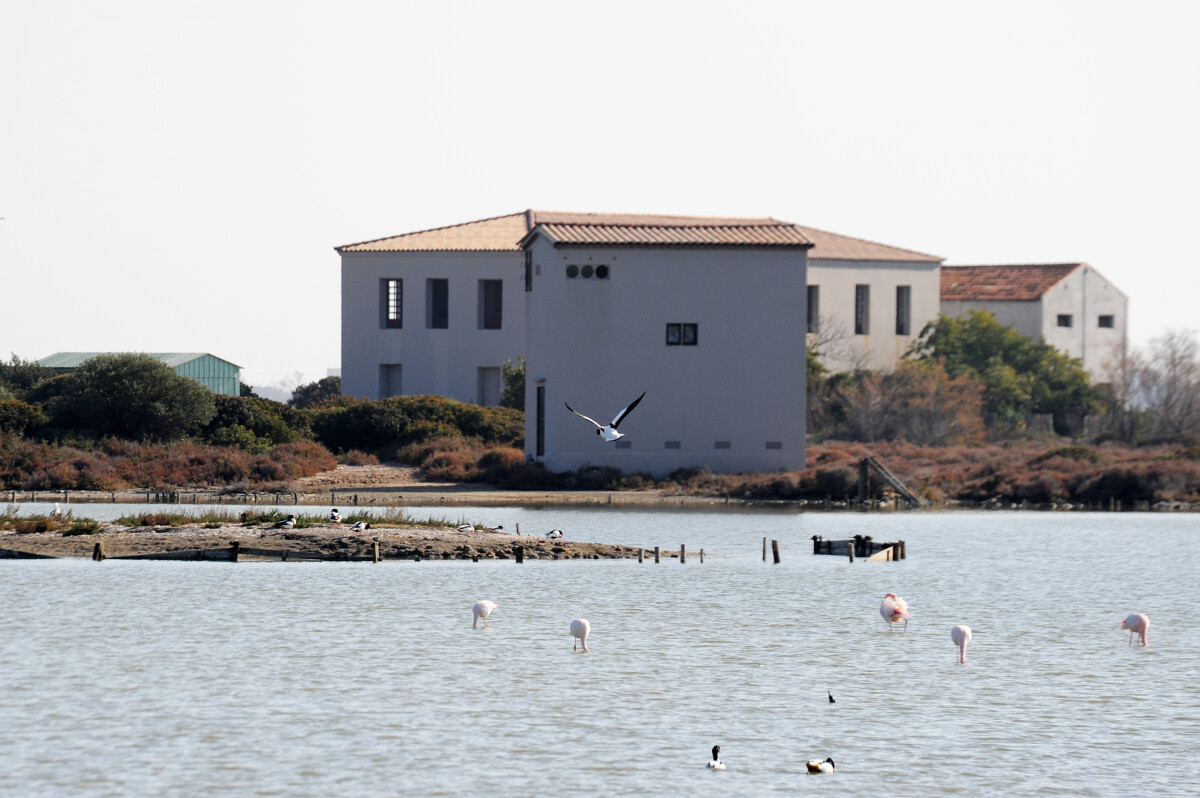Les anciens salins de Frontignan