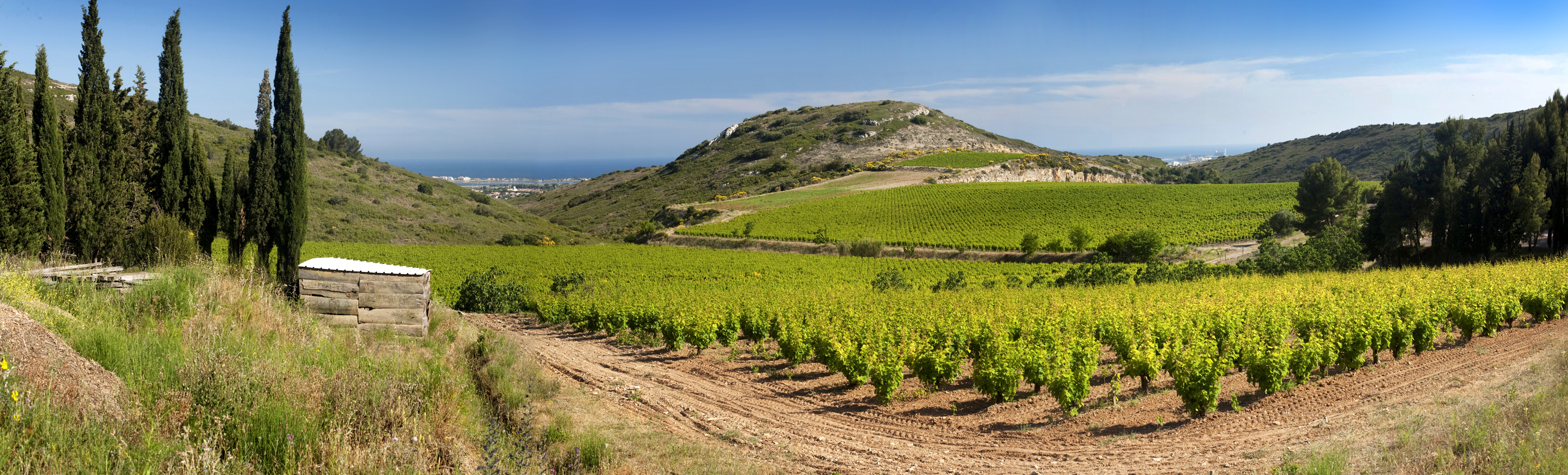 CAVE COOPERATIVE FRONTIGNAN (4)