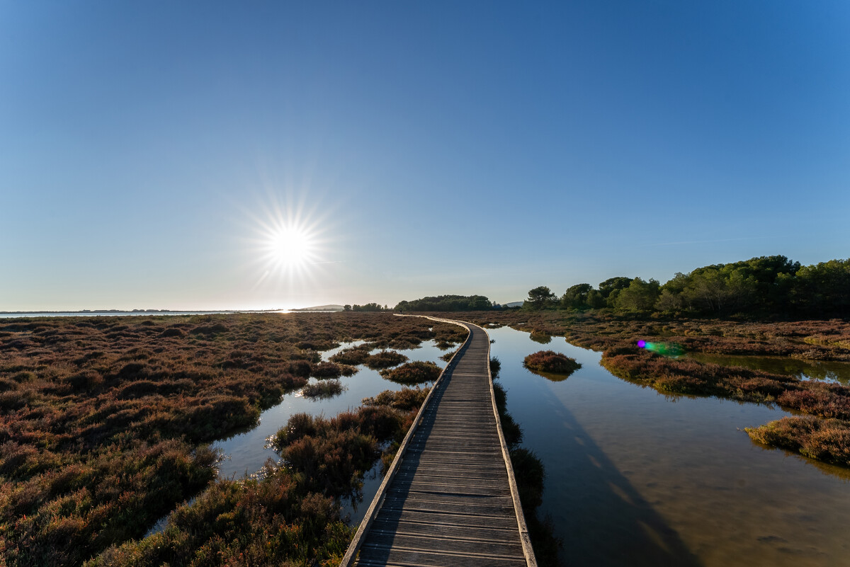 Le bois des Aresquiers