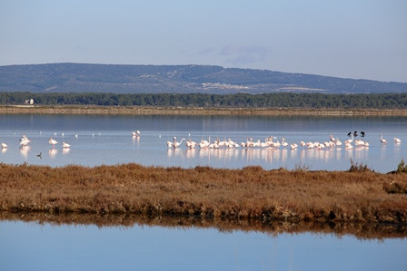 Etangs_aresquiers_Frontignan