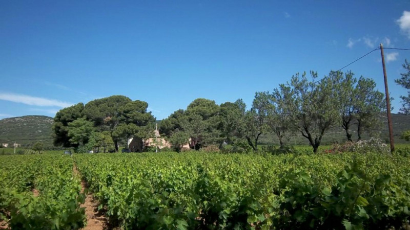 Domaine_de_la_plaine_muscat_frontignan_domaine1
