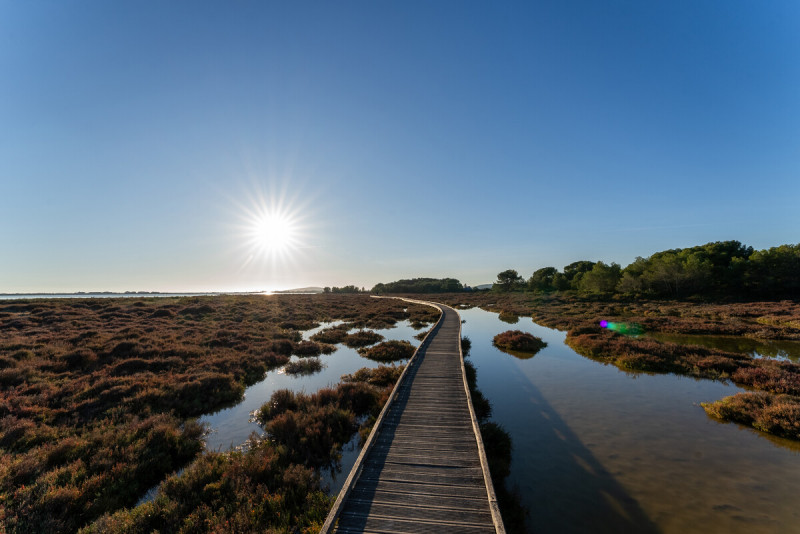 Le bois des Aresquiers