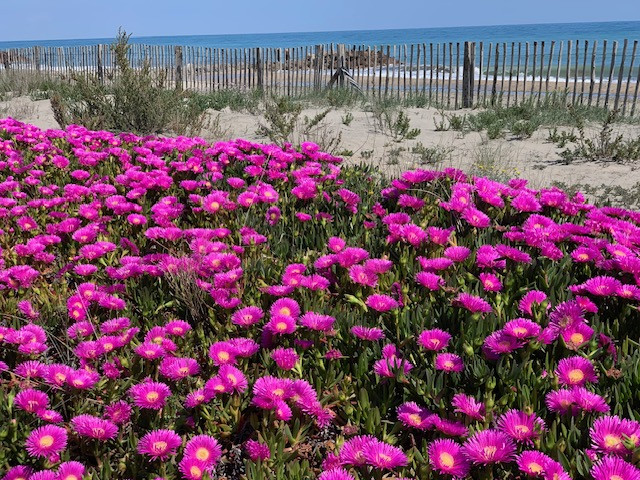 plage du Lido Frontignan