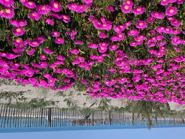 plage du Lido Frontignan