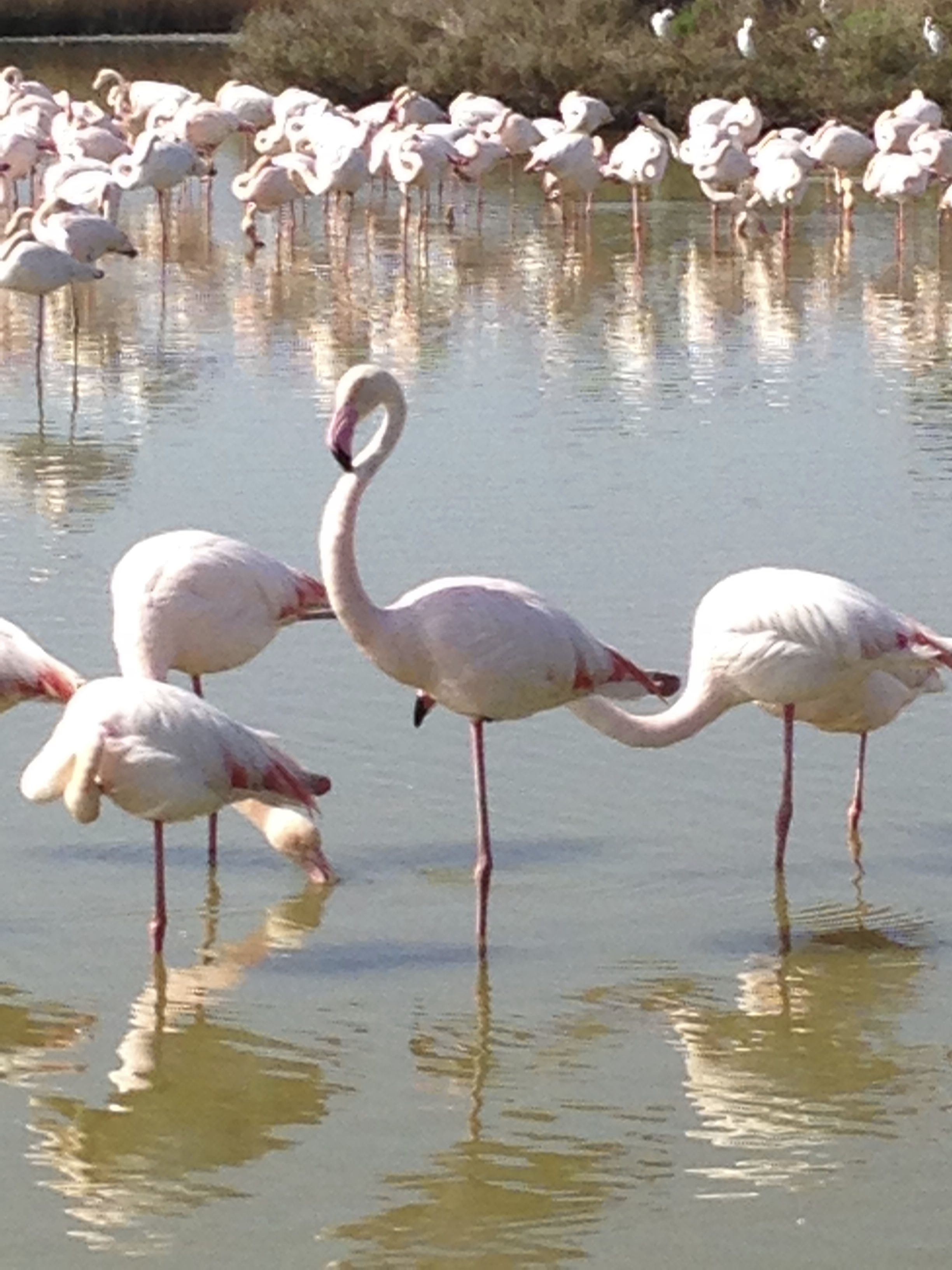 @-Teyssier_flamands_roses