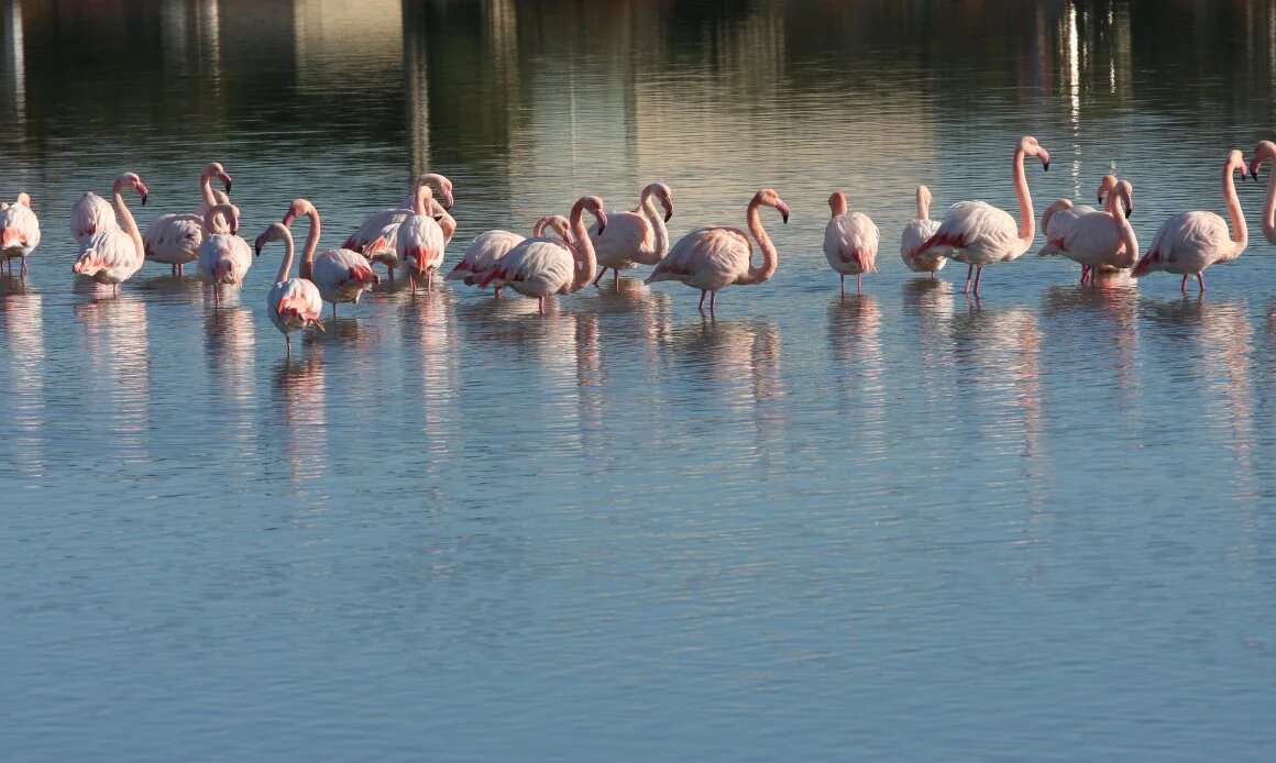 Flamants roses dans l'étang de Frontignan - © Office de Tourisme Archipel de Thau