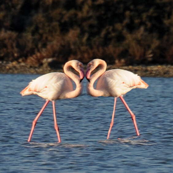 Flamants roses dans les anciens salins de Frontignan - © Office de Tourisme Archipel de Thau