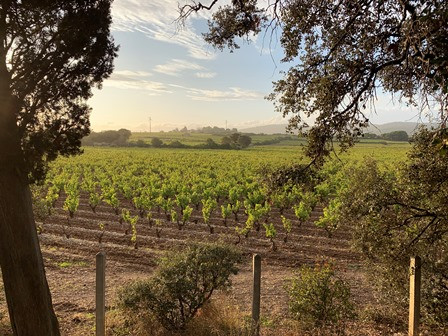 Selhac_Extérieurs_vue_vignoble_campagne