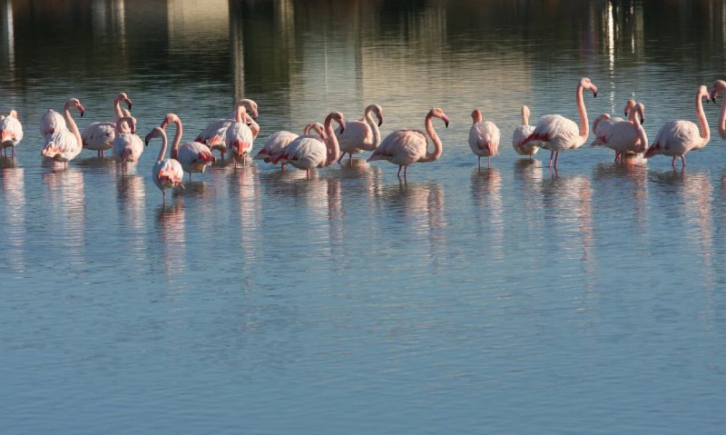 Flamants roses dans l'étang de Frontignan