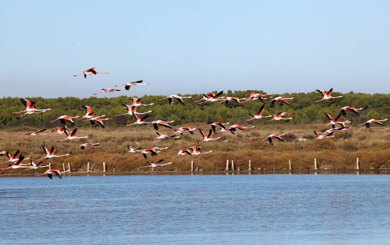 Flamants roses Frontignan